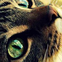 дарья (@dasha) 's Twitter Profile