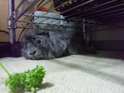 編集者　30代　剣道六段