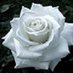 whiterosey (@woodville881) Twitter profile photo