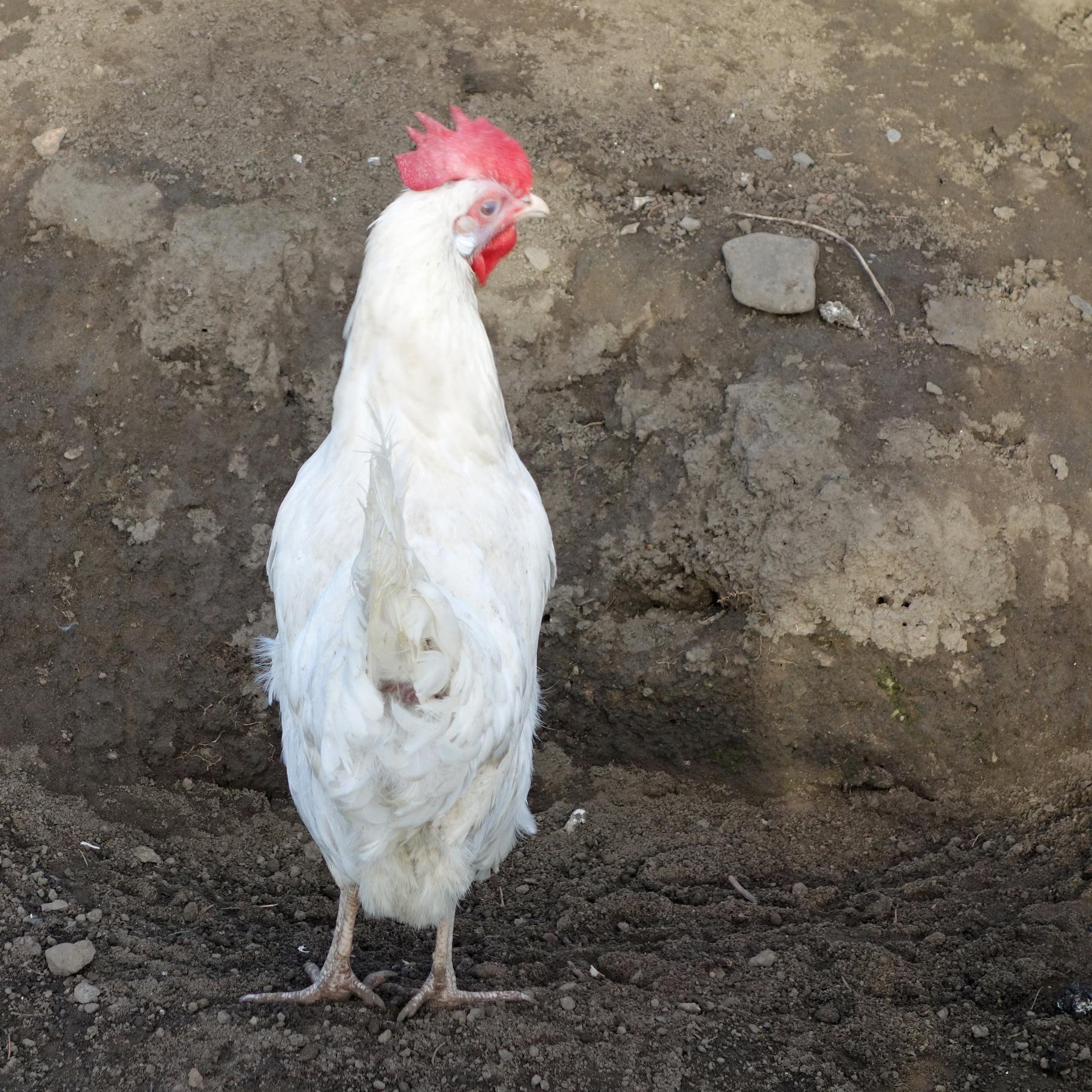 STAHLnSCHOTTER's profile picture. Vogelfrei