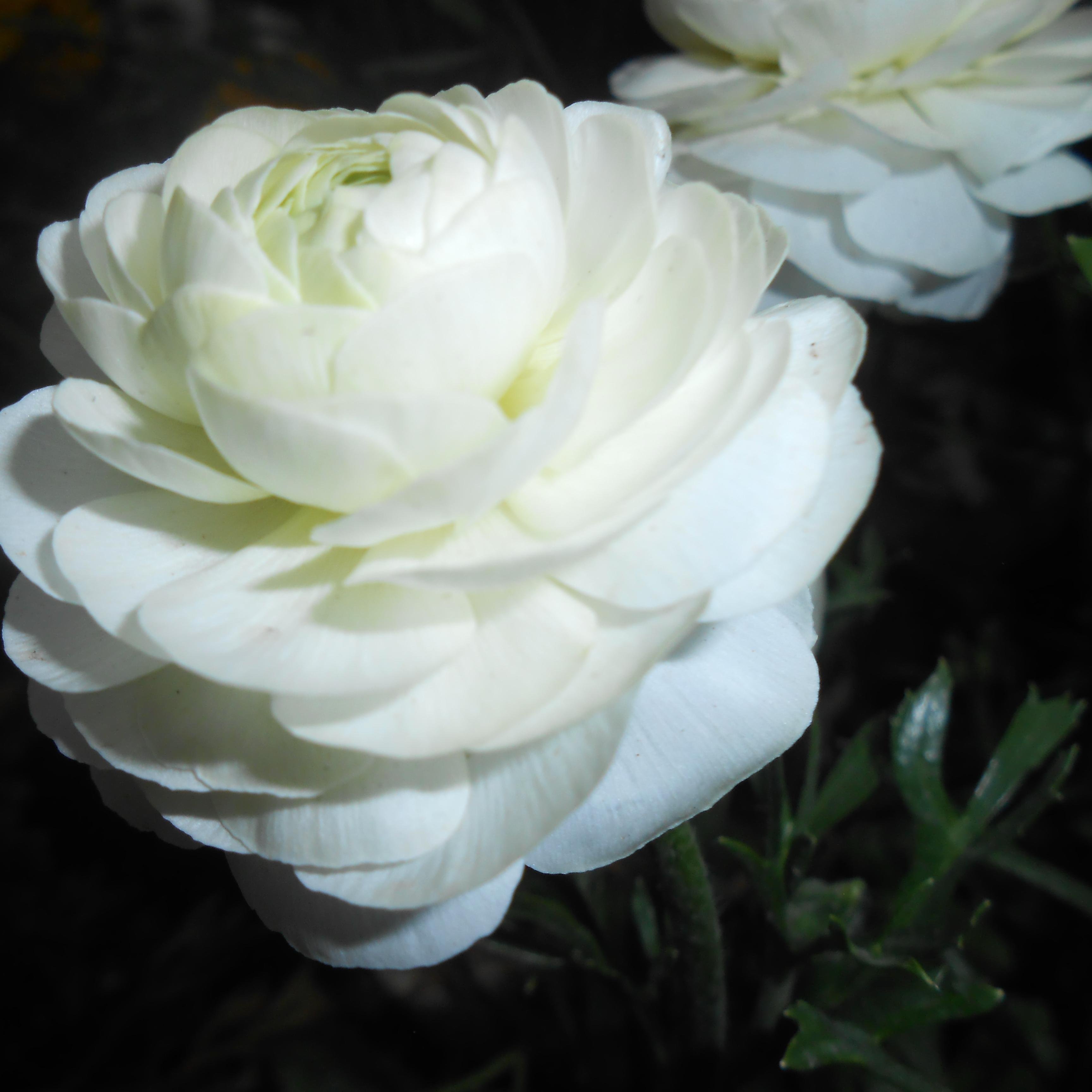 StealHeart143's profile picture. 