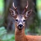 Stalk, Shoot & Wildfowl (and now learning to Flyfish). Also loves rugby and enjoys a real ale.