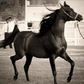 _MaEsTrO_3rB's profile picture. 