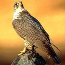 abdu006 (@006_abdul) Twitter