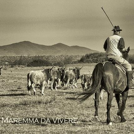 Maremma da Vivere: itinerari di Maremma, eventi, storia e cultura, ambiente e natura, enogastronomia e tanto altro della Maremma Toscana