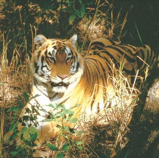 Royal Tiger Resort provides hospitality services to enthusiasts of wildlife and nature,  following  the ethics of eco-tourism;Inbound tours.