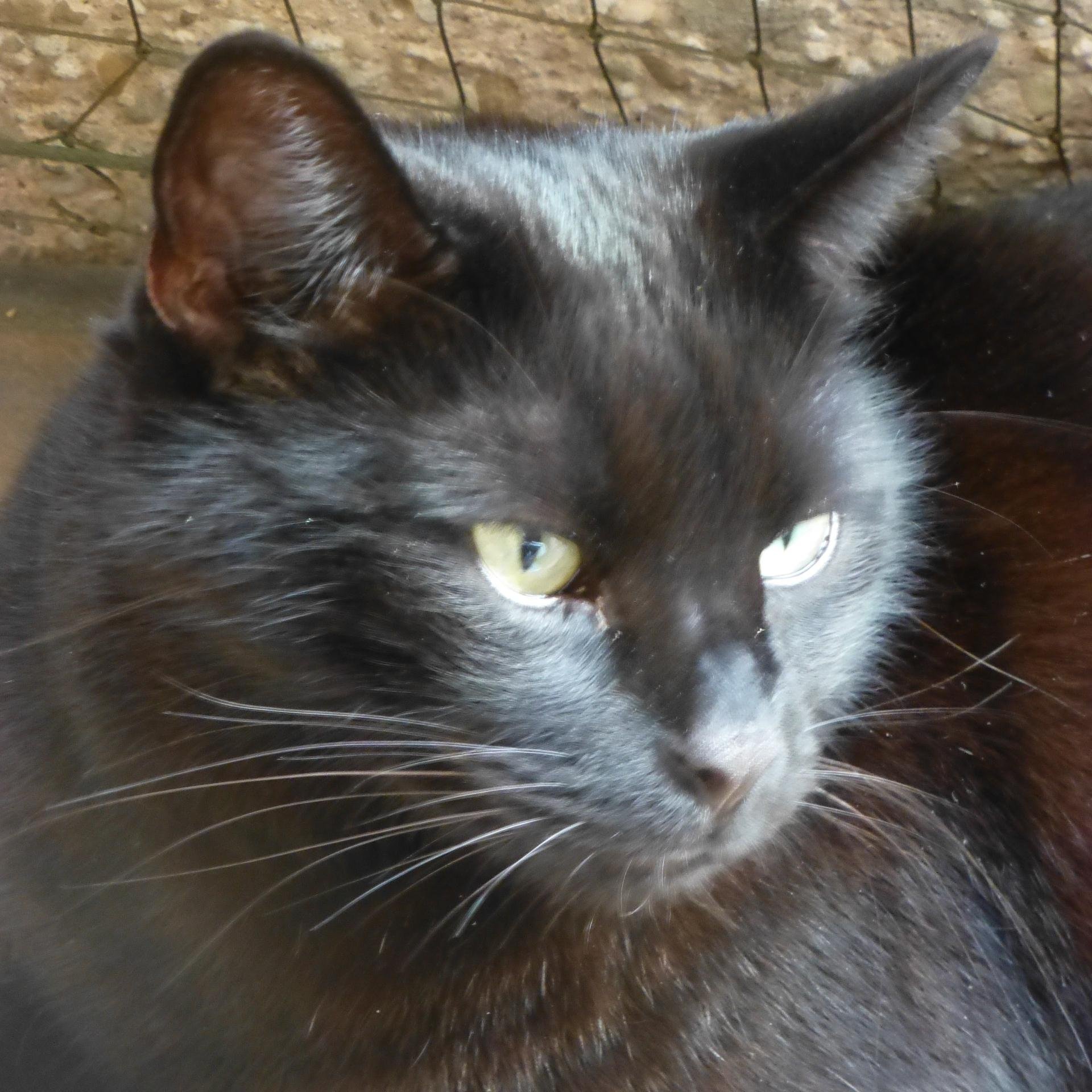 sioned46's profile picture. Crazy cat lady in training. Fascinated by most science, especially earth sciences. Citizen of the European continent.