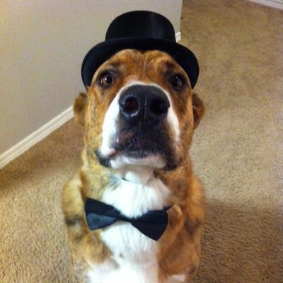 hobbes_23's profile picture. A rescue. A lean, mean, barking machine.