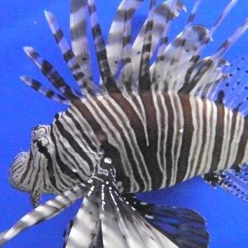 The official twitter page for Maidenhead Aquatics@Heighley Gate - the place to go in Northumberland for all your tropical, marine, coldwater and pond needs!