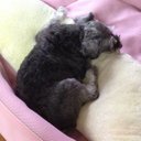 NARUMI (@008435) Twitter