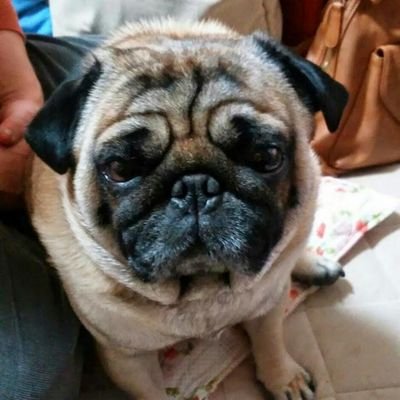 pokodepon's profile picture. ぐふーＦＧＯとＦＨＥとプリコネでまったり遊んでる感じぐふー