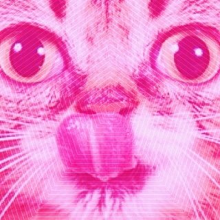 liten katt, blyg, konstig, snäll