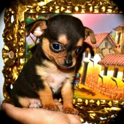 tacothepuppy's profile picture. Woof. My name is Taco. I'm a boy. I was born in March of 2014. I'm from Puerto Rico but I live in the USA now. Follow my dad @daveesposito