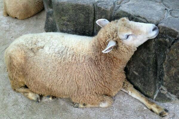 専用　ひつじさん 夏川ひつじ (@sheep72kawa) / Posts / X