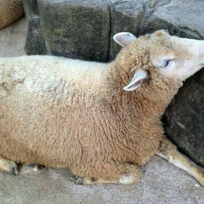 ひつじ様 いしかわかずや on X: 