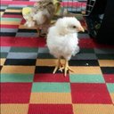 dawn ladd - @adairdevil1 - Twitter