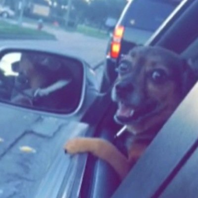 God the Dog Profile