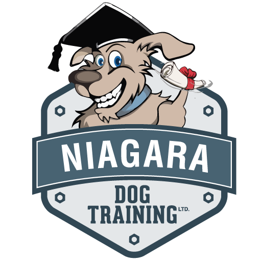 We provide professional dog training across the Niagara region & online.
Obedience, puppy training, behaviour modification, service/therapy dog training.