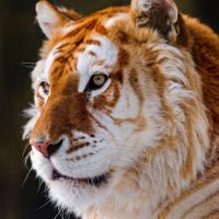 Jambi (@pencemaster) 's Twitter Profile