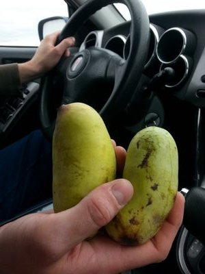 Attending pawpaw festivals, hatching pawpaw trees, and thinking about Thanksgiving. It's what we do.
