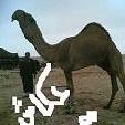 وَاخْفِضْ لَهُمَا جَنَاحَ الذُّلِّ مِنَ الرَّحْمَةِ وَقُل رَّبِّ ارْحَمْهُمَا كَمَا رَبَّيَانِي صَغِيرًا