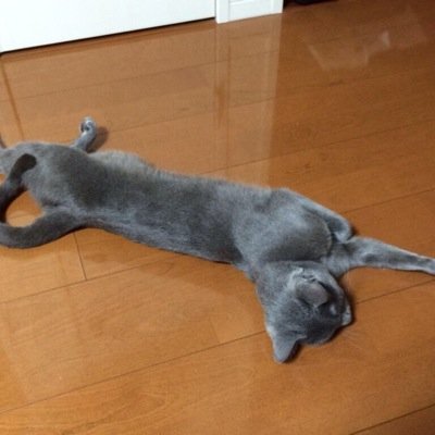 SmooothChat's profile picture. ほぼギルティの事しか呟かないbotと化した柊 七隈でひっそりとギルティやってます。 稀に天体出没 ちらほら鉄拳