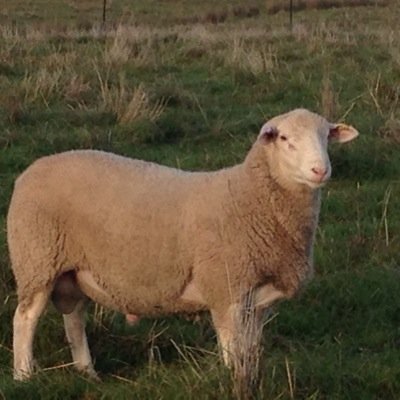 Stockyard designer, white suffolk stud breeder, Hawks supporter