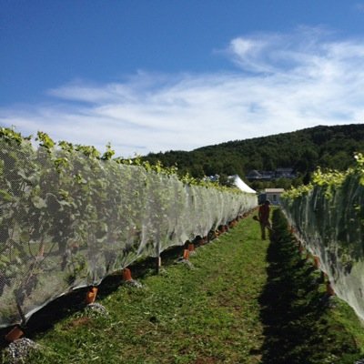 onlythelonely's profile picture. Try a sip of the wine, you might like it.