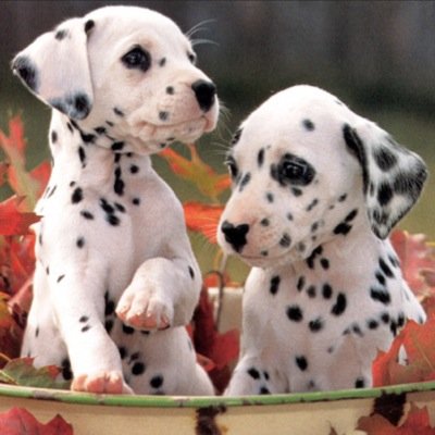 EloiseMonnery's profile picture. i play the violin my couler hair is blonde!!!!