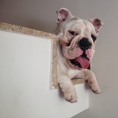 tafurwilliam's profile picture. Cualquier parecido con la realidad es pura coincidencia...