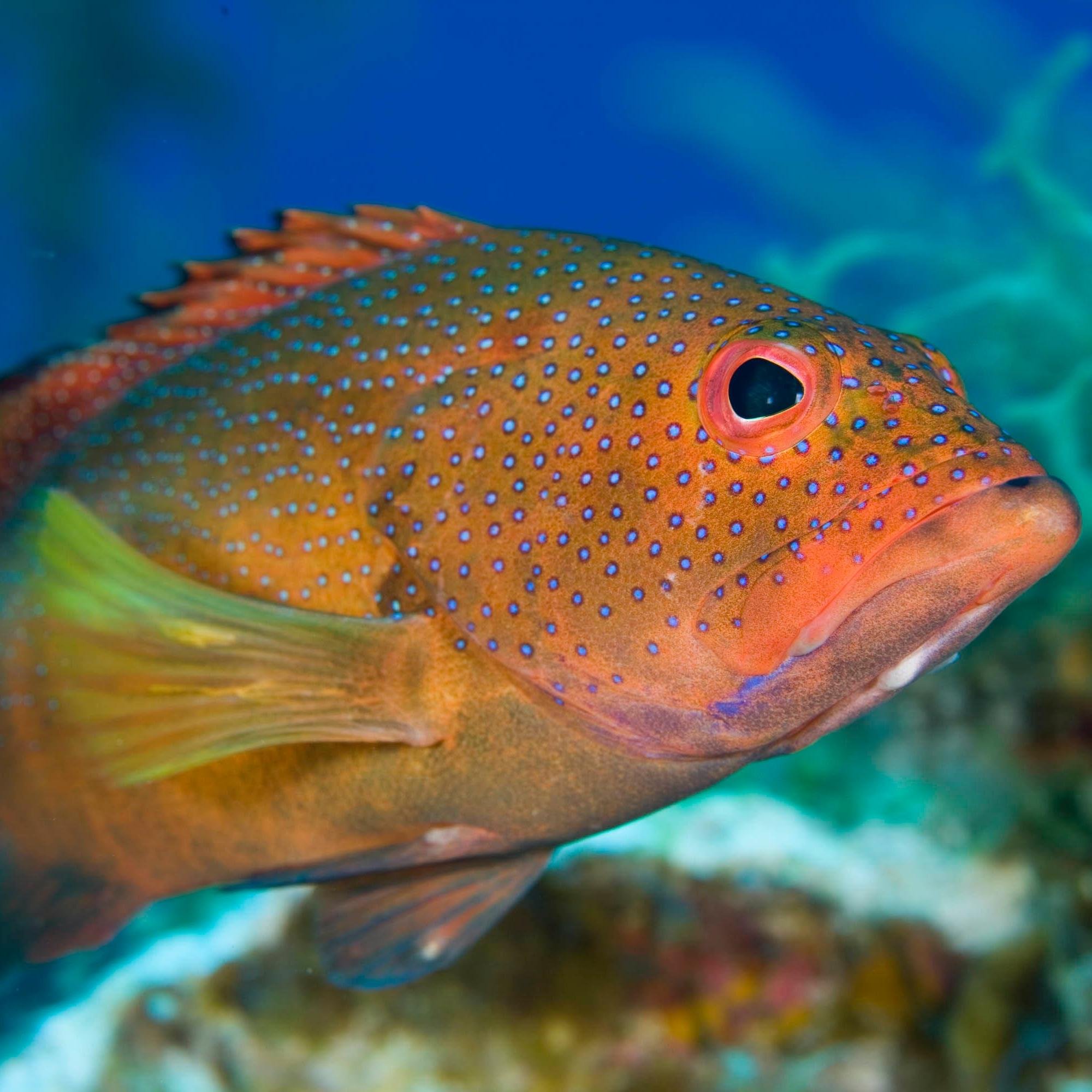 Snorkeling #Guadeloupe, plongez, explorez la mer des #caraibes en #plongée: http://t.co/xde7y1GGoh