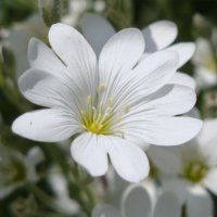 Helen Dodson (@helen_dodson) 's Twitter Profile