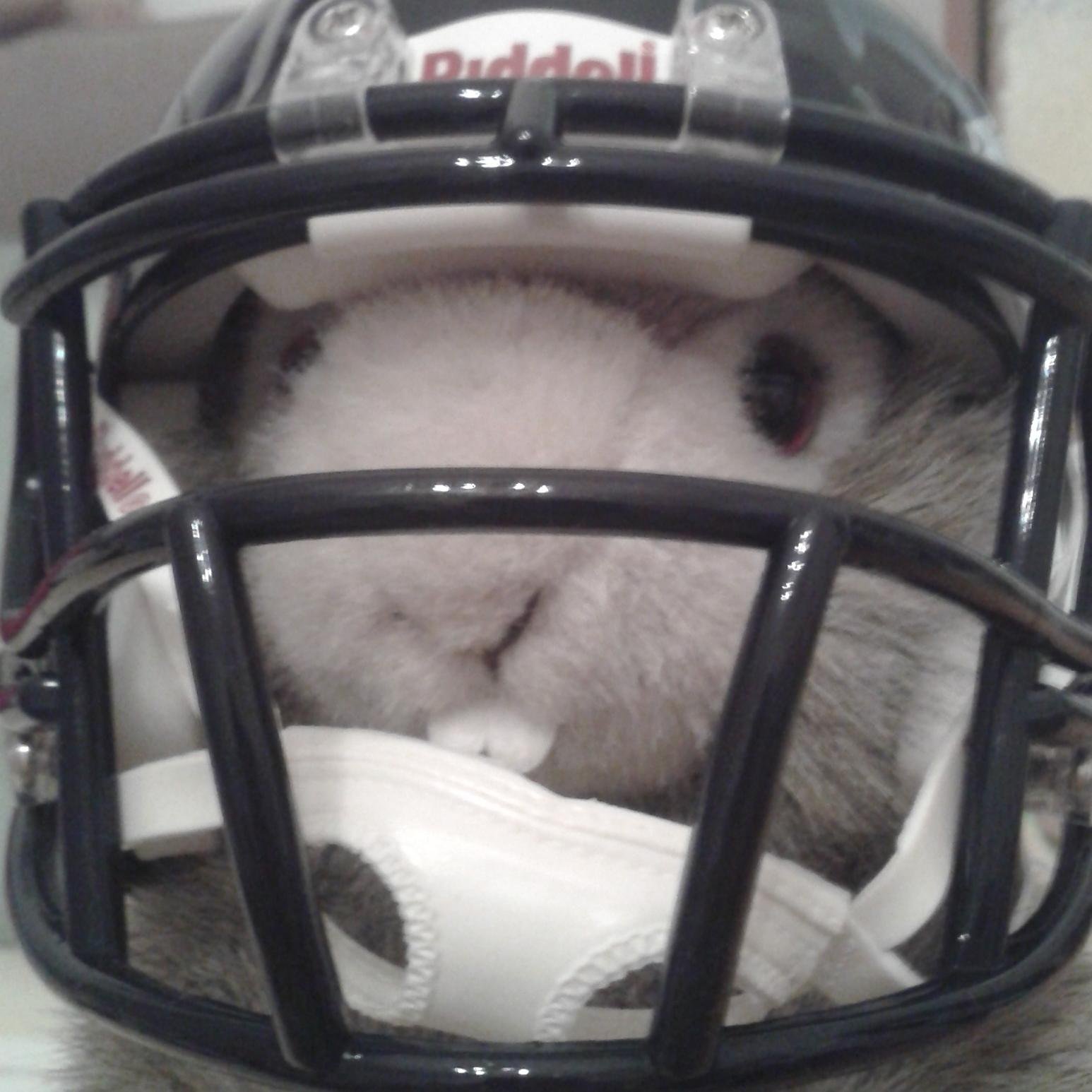 geekMarmota's profile picture. Loves any kind of outdoor sports. Active and passive. Better at the latter one. 
Usually grumpy and inactive during winter. Active and happy during summer.