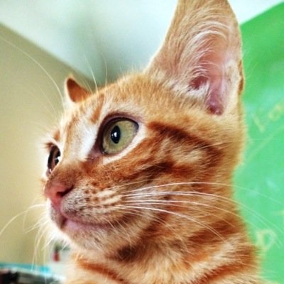 bananamaekitty Profile Picture