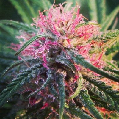 We carry 1 of a kind #Exclusive unreleased florida/colorado Thc/cbd Seeds.. website coming soon.. #Fla420seeds #cannabis