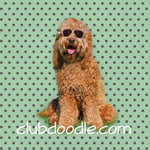 All Doodle lovers check out http://t.co/54Q3xmMlxf! #clubdoodle