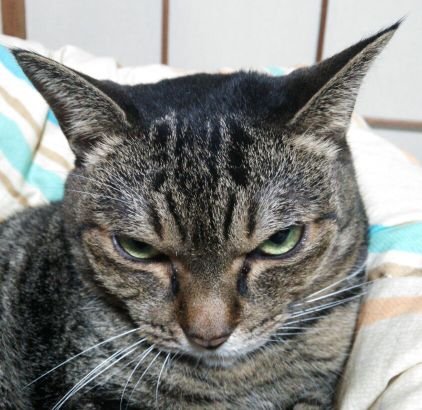 猫とお酒と楽しい事が好きです。
保護猫だったにゃん相の悪いきじとら♀と同居してましたが天国へ🌈
今はサビ猫と同居中です。