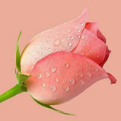 mamalib10's profile picture. 