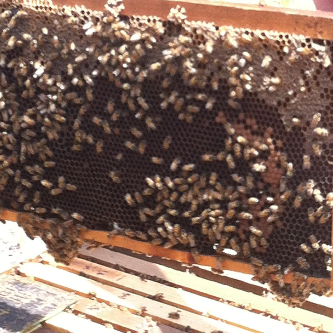 HBH_Beefarm's profile picture. 