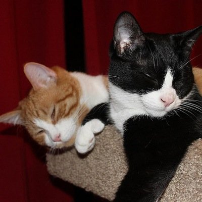 stateofthecat's profile picture. We're the adorable and mischievous (guess which is which) fur kids of @kronda and @pdxj