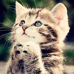 動物の面白カワイイ画像を集めてみました☆皆さん気軽にフォロー＆ＲＴお願いします(=^・・^=)
