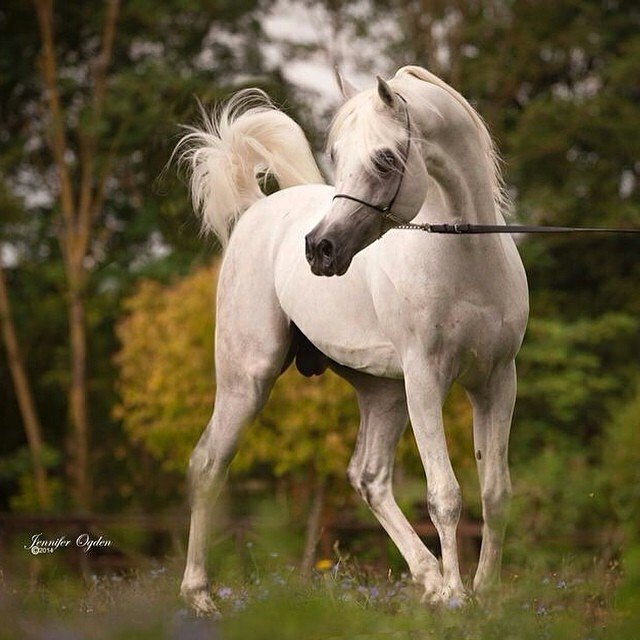 هون على قلبي يالله .. فقد ضاق كل شيء  ..  Instagram: ShroogSaud