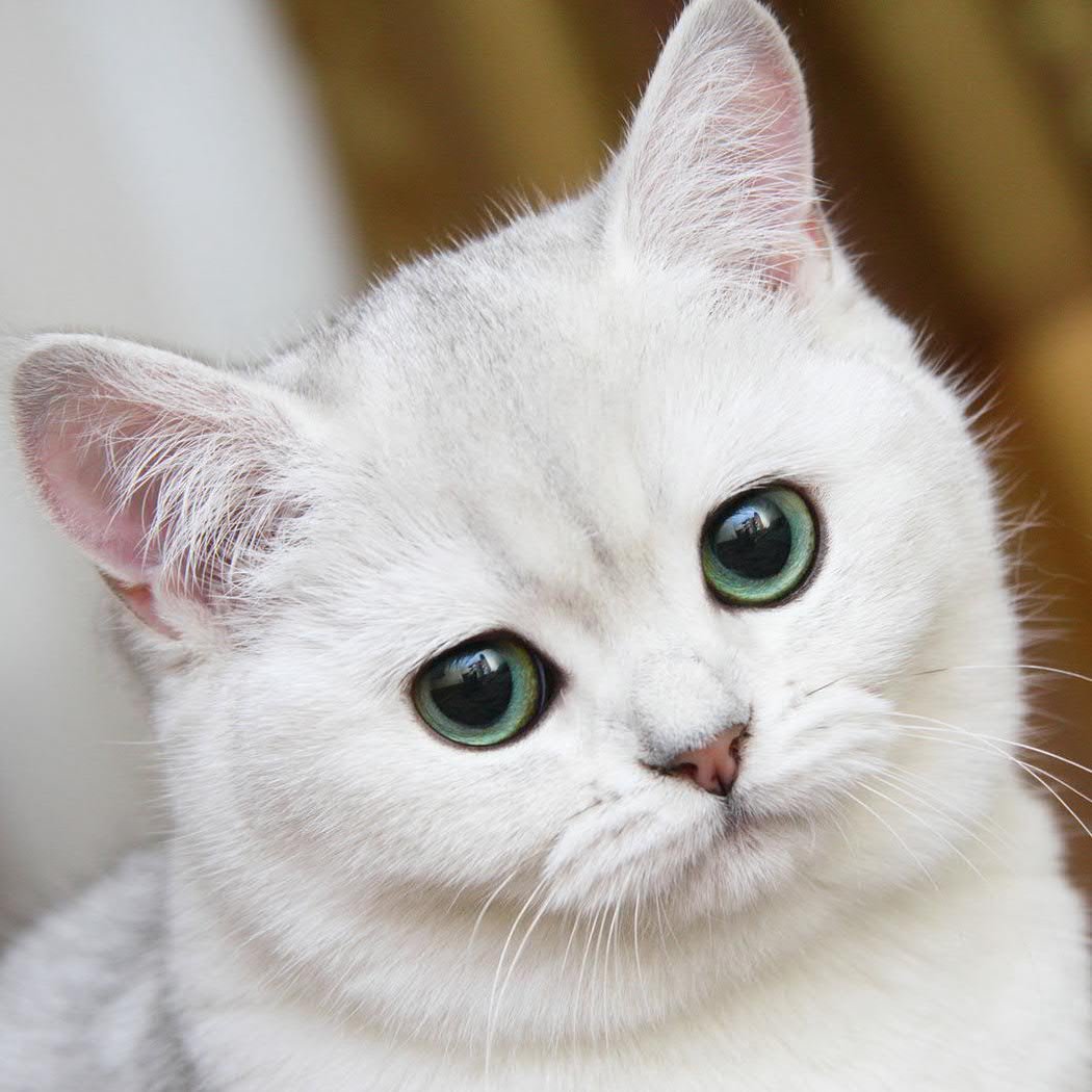 Я белый кот, весь мой мир белый и я вам расскажу о всем белом. #autofollow #follow #followback #followme #teamfollowback #rufollowback