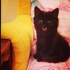 tammi12340000's profile picture. hi