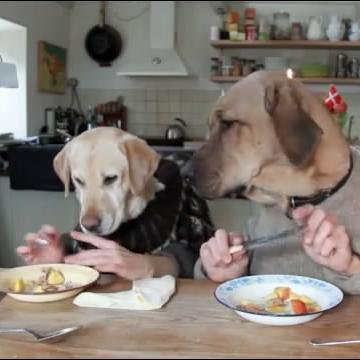 愛犬の健康をテーマにドックフード選びについての情報をまとめています。安全で健康にいいドッグフードの選び方のポイントなどをわかりやすくご紹介しています。