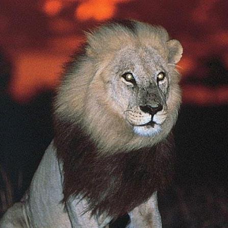 Follow for amazing Wild Life Photos