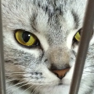 わんこちゃん3匹〜猫ちゃん3匹計6匹と仲良く暮らしてます！o(^▽^)oさよならの時はブロックで夜露死苦