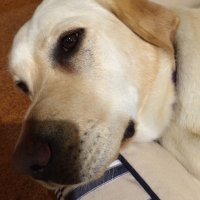 Therese Riley (@riley_therese) 's Twitter Profile