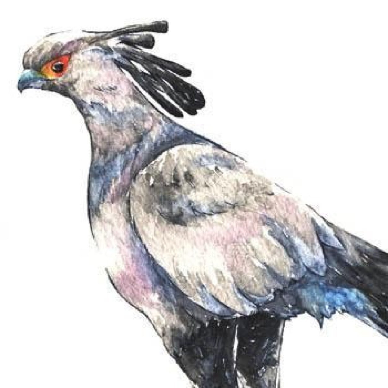 鳥OCRを中心に自主撮影した鳥画像をUPしていくアカウントです。(ノーマル鳥画像も含みます) 試験的に自動で呟く(本当の意味での)botにしてみました。 アイコン画像は@ui_kyoh4 様よりの頂き物。ありがとうございます！