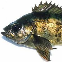 めばる (@shakumebaru30) 's Twitter Profile Photo